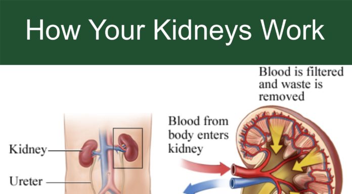 Kidneys: Master Chemists of the Body kidney