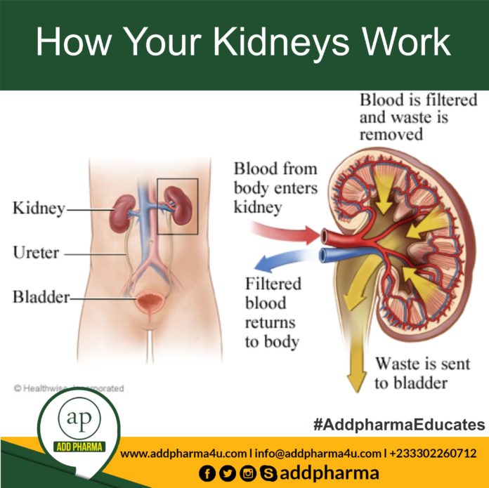 kidney